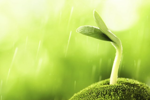 Young sprout