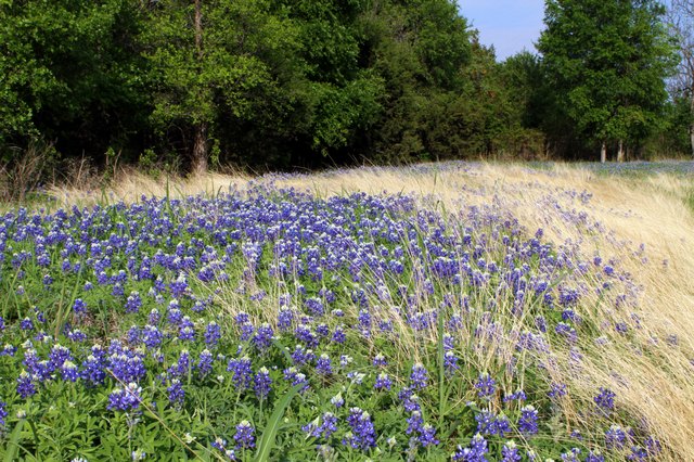 Field of Bluebonnets