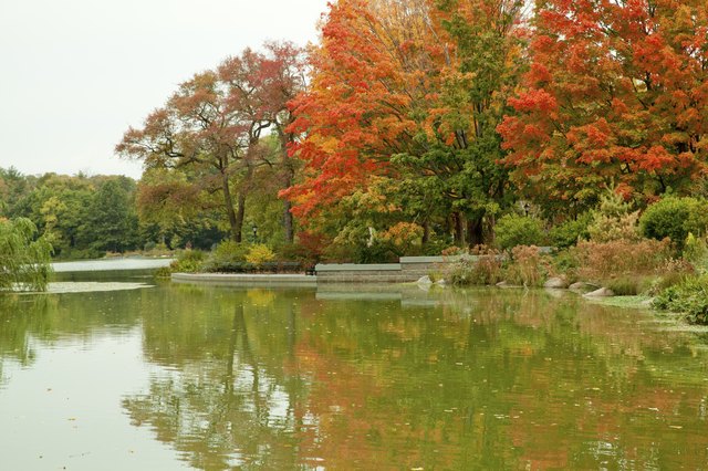 What Is the Difference Between Maple & Oak Trees? | Hunker