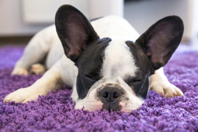 Sleeping French bulldog puppy