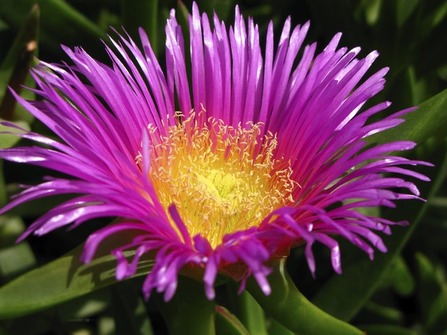 Hottentot fig