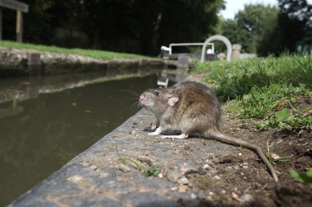 Brown rat, Rattus norvegicus