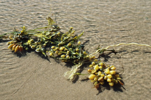 Seaweed on beach in Quebec, Canada