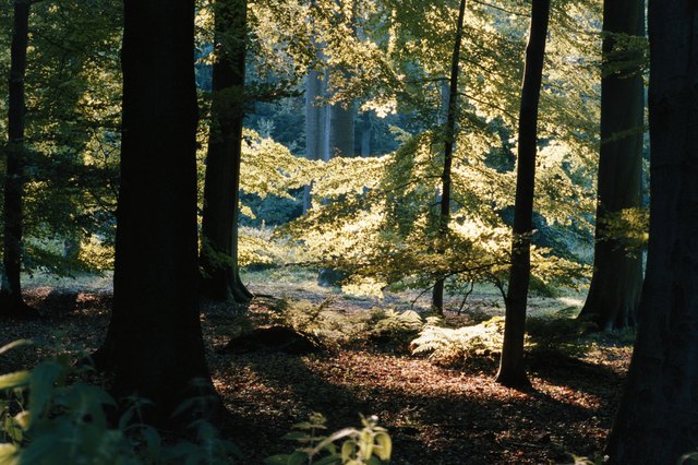 Trees in forest, autumn
