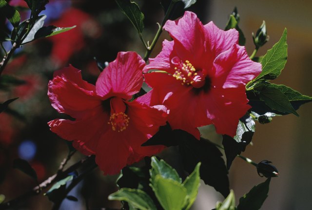 How To Get Rid Of Bugs On A Hibiscus Plant | Hunker