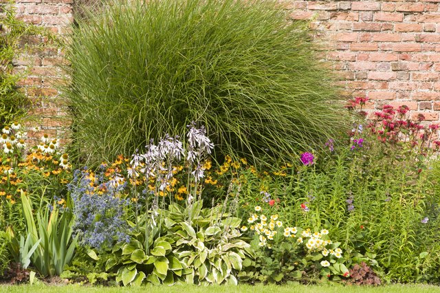 old herbaceous garden with wall background