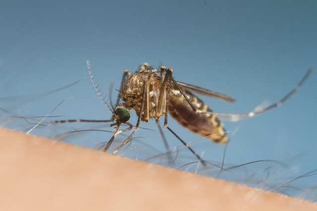 mosquito