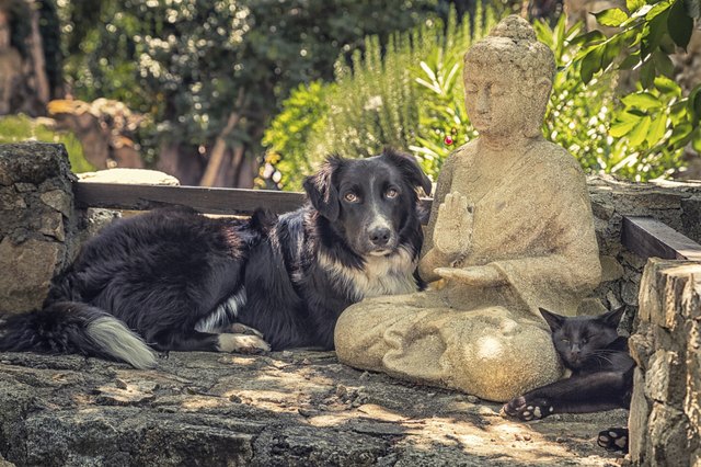 Collie dog and cat resting on a Buddha statue