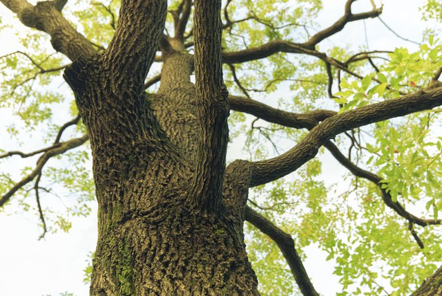 camphor tree