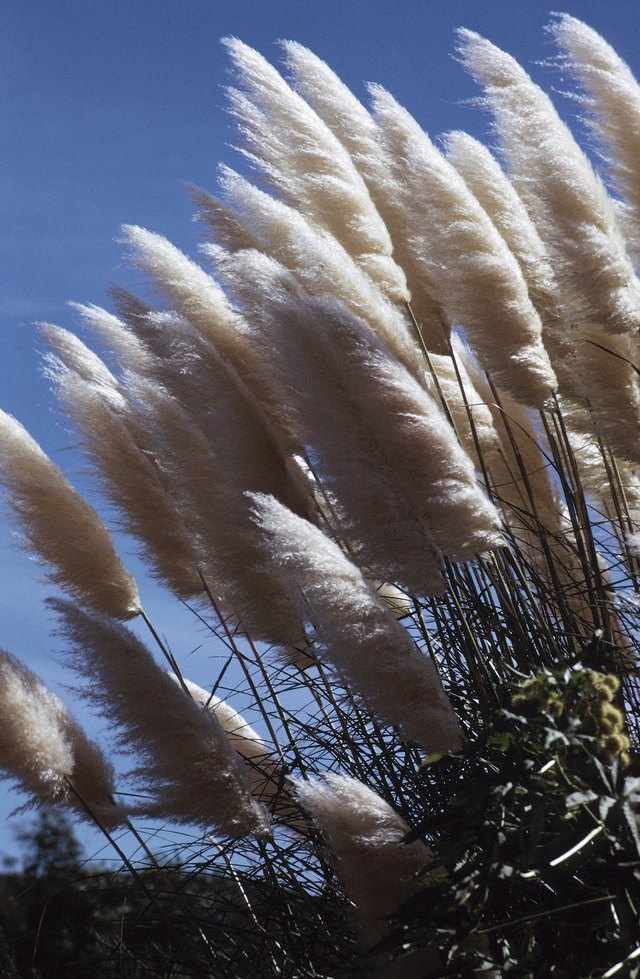Plants That Look Like Cattails | Hunker