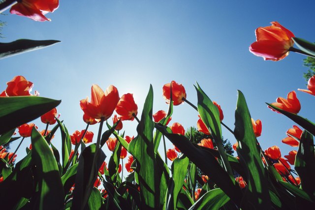 Low angle view of blooming tulips