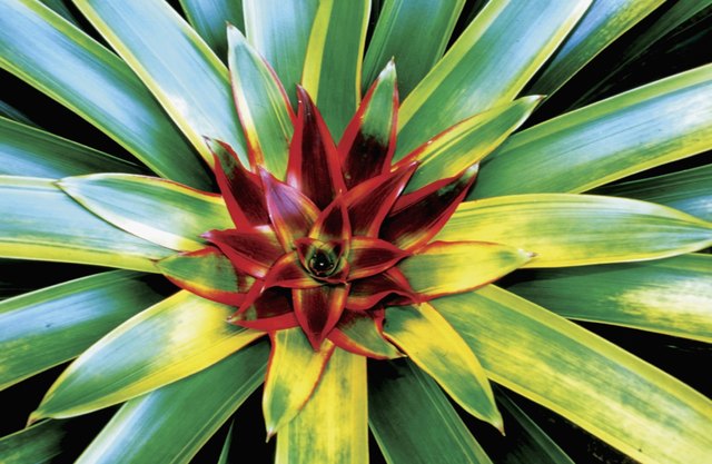 Bromeliad foliage
