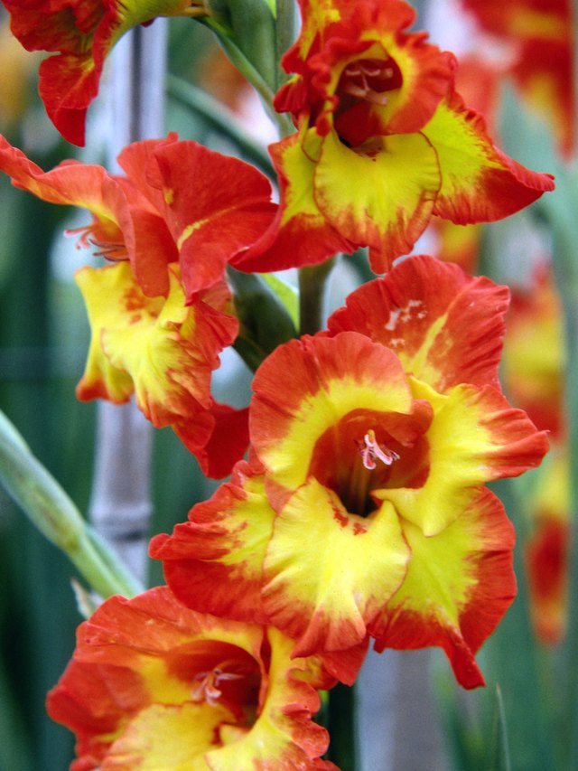 How to Care for a Gladiolus After It Blooms  Hunker