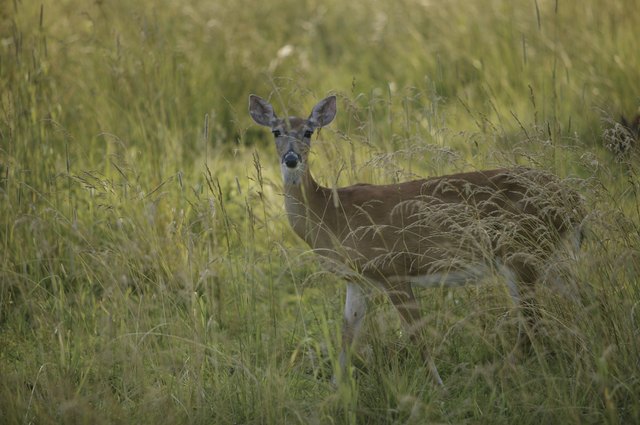 Deer in tall grass