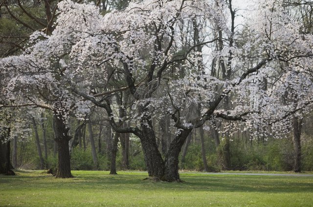 Cherry tree in full bloom