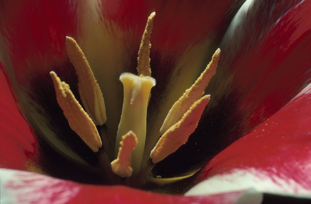 Blossoming tulip
