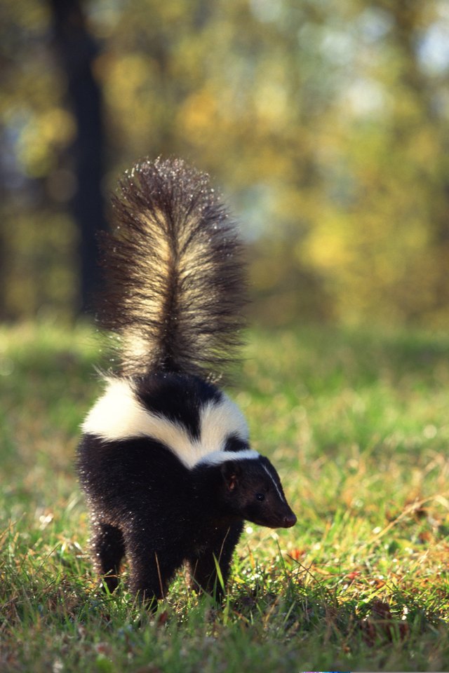 How to Keep Skunks Away From Your Yard Hunker