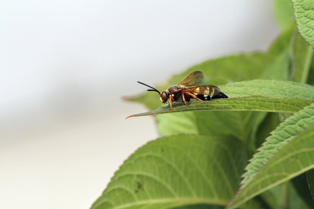 Cicada Killer