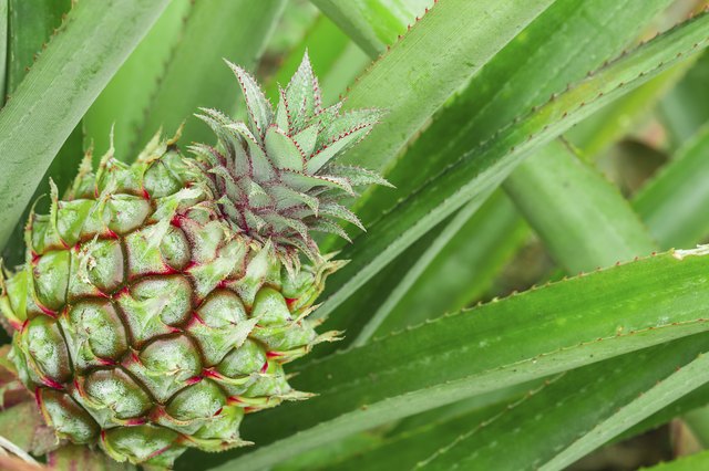 green pineapple still on tree