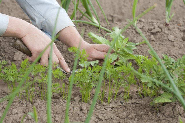 pulling the weeds
