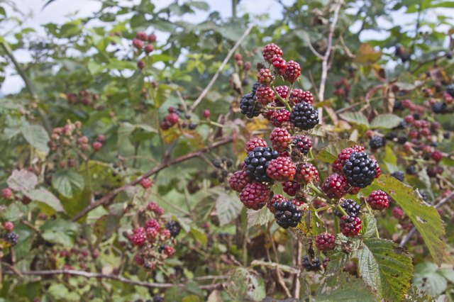 Ripening Blackberries Close Up