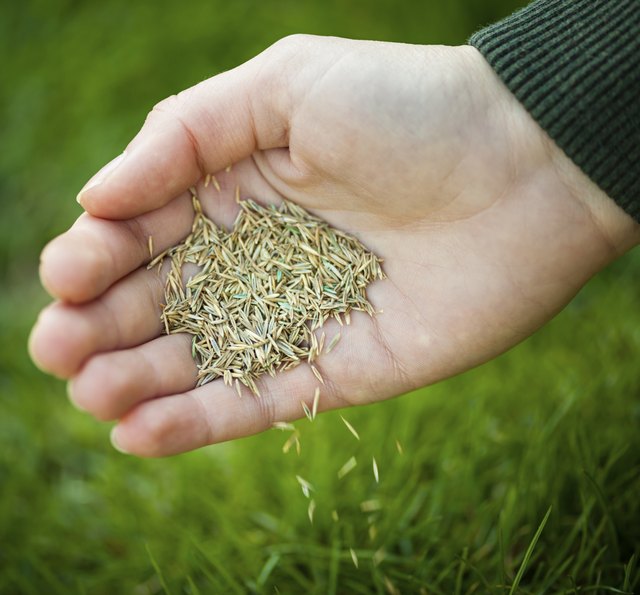 How to Plant Grass Seed in an Existing Lawn | Hunker