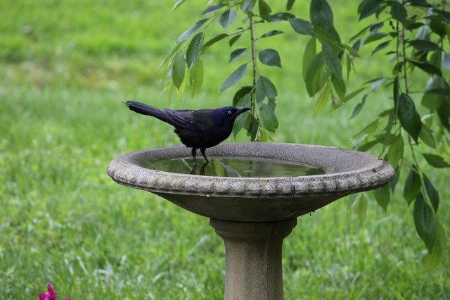 Common grackle visits bird bath for a drink.