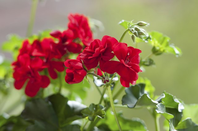 Why Are My Geranium Leaves Turning Red? | Hunker