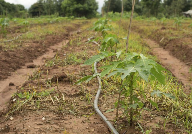 Papaya cultivation