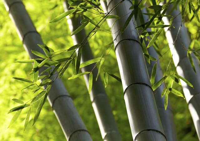 how-to-propagate-bamboo-from-cuttings-hunker