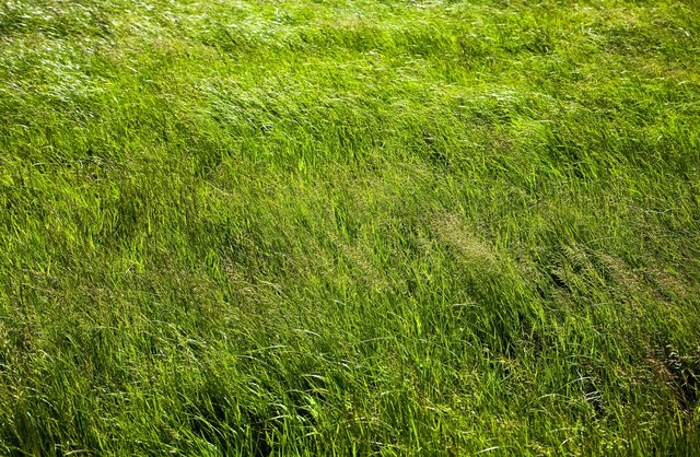 Can You Grow Saint Augustine Grass From Seed Hunker Green Grass