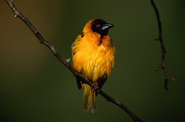 Masked weaver (Ploceus intermedius) sitting, close up, Masai Mara, Kenya