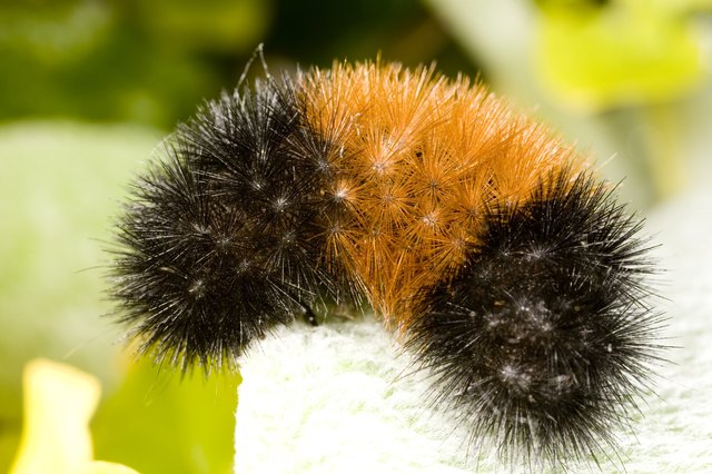 How To Identify Woolly Bear Fuzzy Caterpillars | Hunker