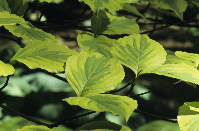 American dogwood tree (Cornus florida), CV: Cherokee Princess