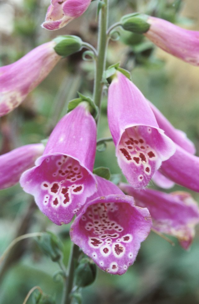 how-to-care-for-foxgloves-hunker