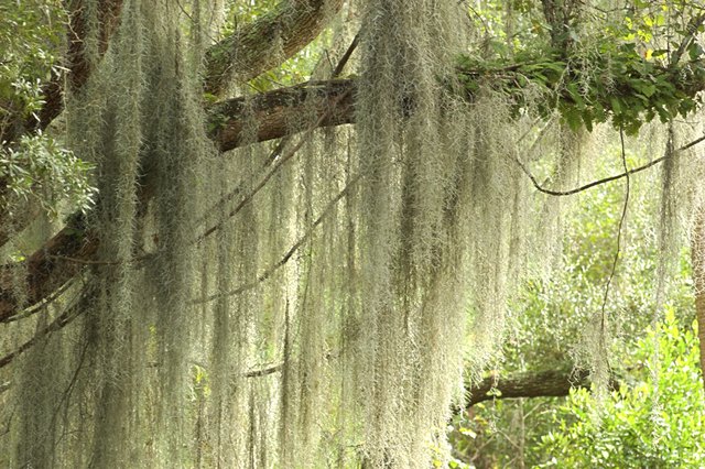 spanish moss tree download spanish moss tree download