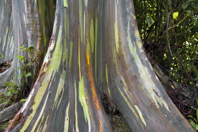 Rainbow Eucalyptus tree