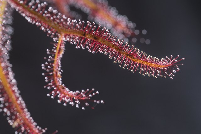 Fork-Leaved Sundew