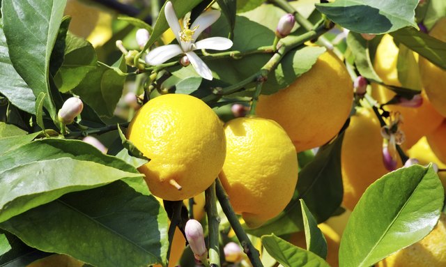 sticky leaves on lemon tree