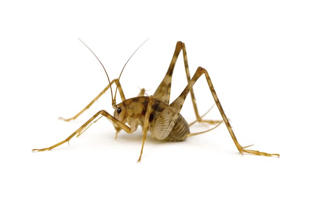 Camel Cricket