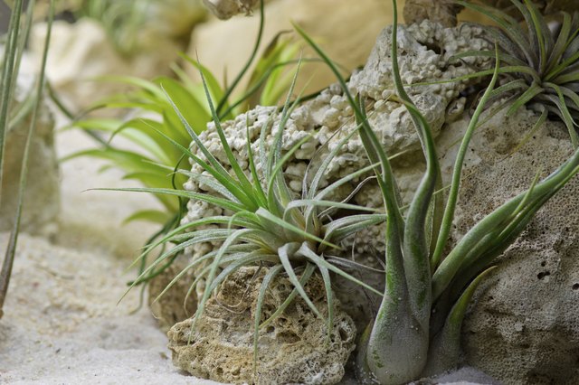 Tillandsia Ionantha