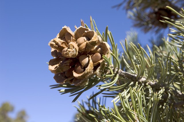 Pinyon Cone with Pine Nuts