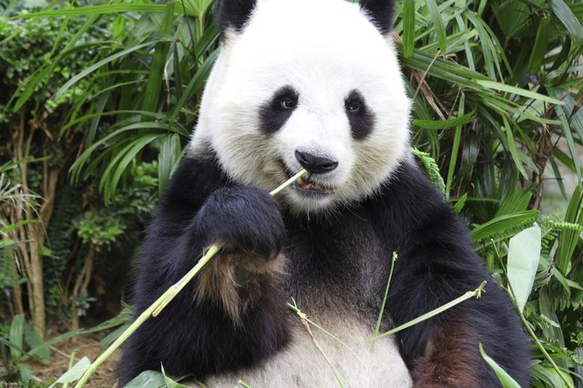 panda eat