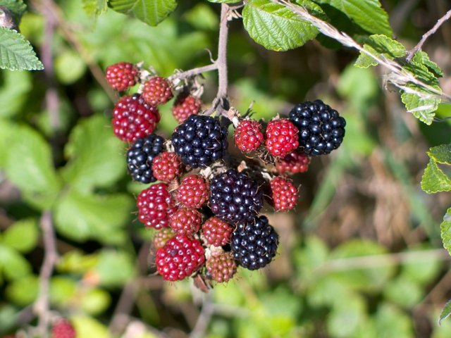 Blackberries