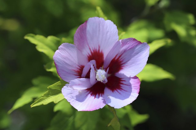 Rose of Sharon Tree Facts | Hunker