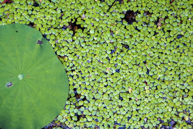 the background of duckweed abd lotus leaf