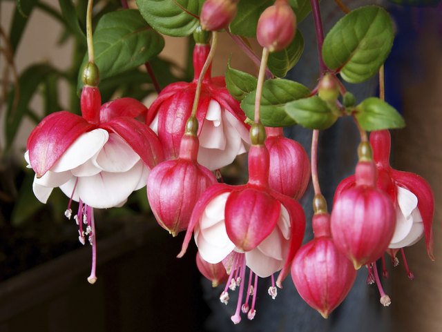 fuchsia white and red flowers close up