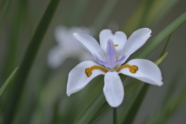 Macro of iridaceae flower