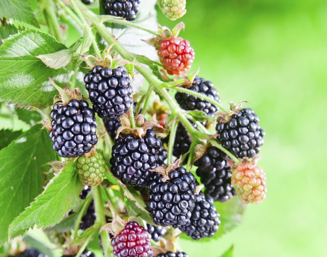 blackberry