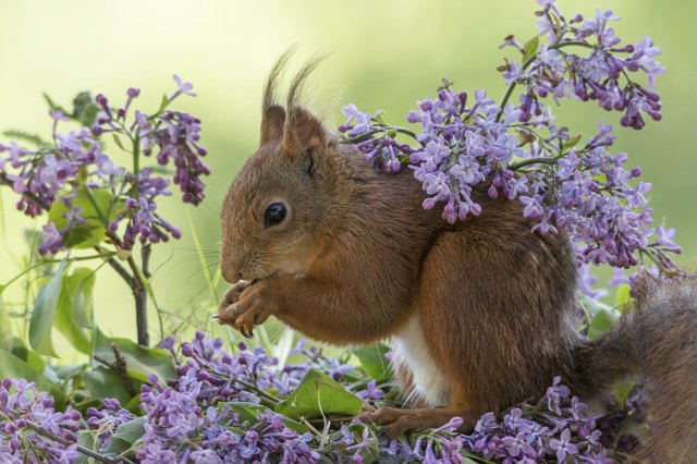 Are Lilac Bushes Poisonous to Animals? Hunker